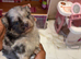 Exotic Pomeranians