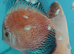 Homebred young Discus.