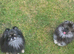 Cute as a button KC reg wolf sable Pomeranian male puppy