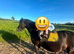 Dartmoor Pony