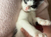 beautiful kitties looking for a forever home