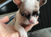6 frenchie puppies