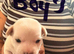 Chihuahua mix puppies