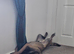 Belgian malinois male