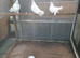 Fantail pigeons