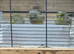 Glocester canaries