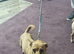 Mixed chihuahua 2 girls