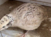 Quails female