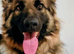 Beautiful puppies german shepherds