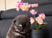 Stunning Pomeranian puppies