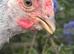 Silver Laced Wyandot rare breed, cockerel.