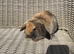 X2 Female mini lop ear x Harlequin