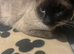 Siamese cat