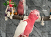 Friendly Baby Handreared Super Tame Cuddly Lutino Galah Cockatoo Parrot,27
