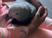Super tame baby African grey set up