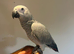 Friendly Baby HandReared Super Tame Cuddly African Grey Parrot,2