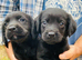 Cockerdor / Cockador Puppies