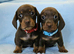 Stunning True Minis * BOYS ONLY *