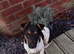 Traditional Jack Russel puppies