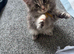 8 week pure Maine coons! Ready to leave