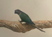 Conure
