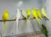 Budgies