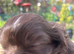 Chocolate Imperial Shihtzu
