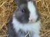 Baby Netherland Dwarf Doe for reaerving