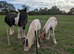 8 month old cob colt