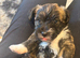Westie cross Yorkie puppies
