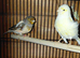 Canaries  x2