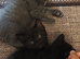 4 cute half ragdoll kittens