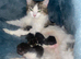 Last 2 Girl Kittens Black And White