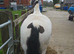 Bob the cob