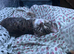 tortoise shell cat