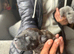 Beautiful staffy puppies