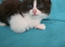Adorable Ragdoll Mix kittens
