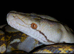 Mochino male reticulated python