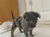 Jack Russell puppies for sale