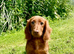 Beautiful long haired miniature dachshund puppy