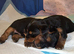 Beautiful Miniature Yorkshire Terrier Puppies - Boy & Girl