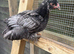 Pure bred Barahma chicks