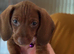 Standard short hair dachshund puppies looking for their for ever home