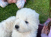 Pedigree Maremma Puppies