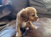 Cavapoo puppies for sale
