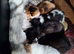 tortoiseshell boy kitten (ready 04/08/26)