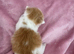 Beautiful TICA Registered British Shorthair