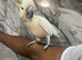 Friendly HandReared Super Tame Cuddly Lesser Sulphur Crested Cockatoo Parrot,23