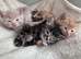 Kittens ready to leave 03/08