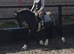 Registered Welsh mare 14.1hh. All rounder